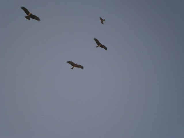 9.2 Multan -gradyt na sokolite