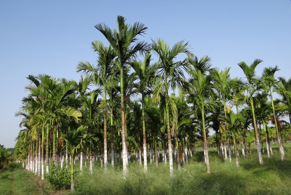 Areca palm